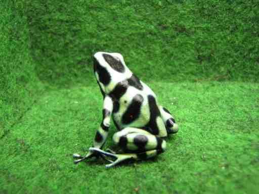 Dendrobates auratus Costa Rica - Frogs and More